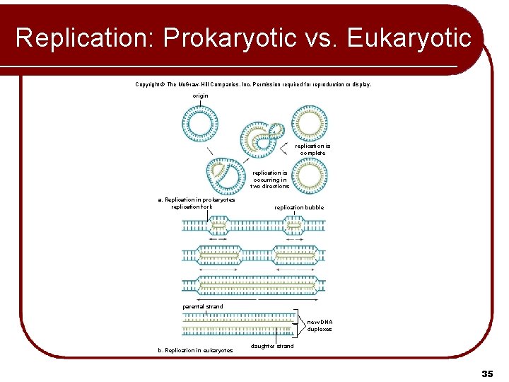 Replication: Prokaryotic vs. Eukaryotic Copyright © The Mc. Graw-Hill Companies, Inc. Permission required for