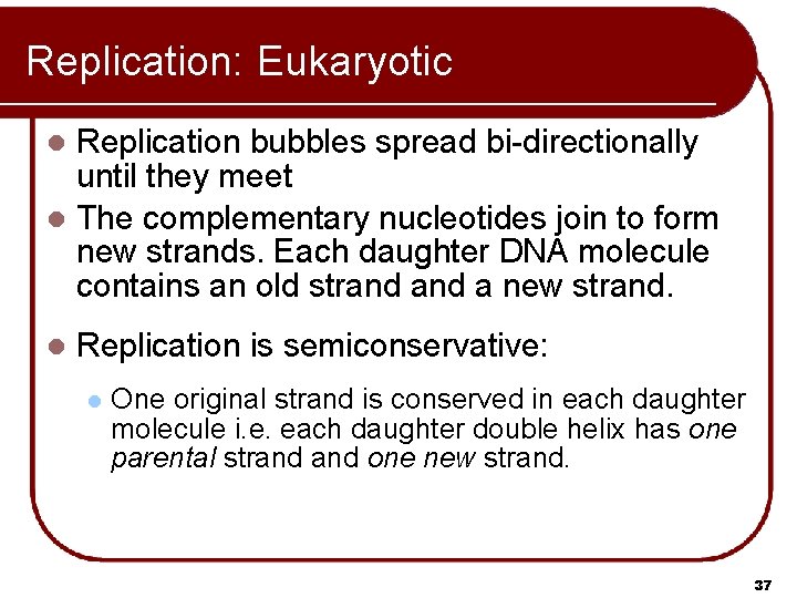 Replication: Eukaryotic Replication bubbles spread bi-directionally until they meet l The complementary nucleotides join
