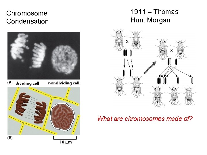 Chromosome Condensation 1911 – Thomas Hunt Morgan What are chromosomes made of? 