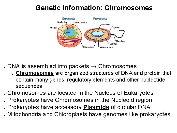 Genetic Information: Chromosomes ● DNA is assembled into packets → Chromosomes ● ● ●