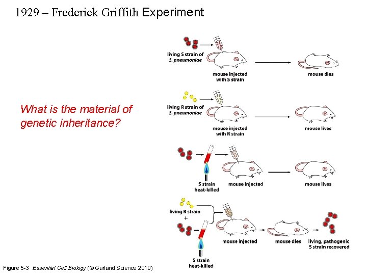 1929 – Frederick Griffith Experiment What is the material of genetic inheritance? Figure 5