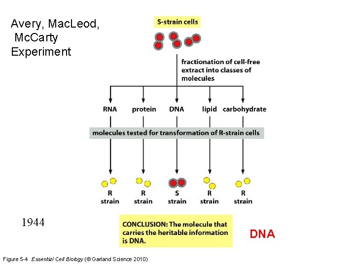 Avery, Mac. Leod, Mc. Carty Experiment 1944 Figure 5 -4 Essential Cell Biology (©