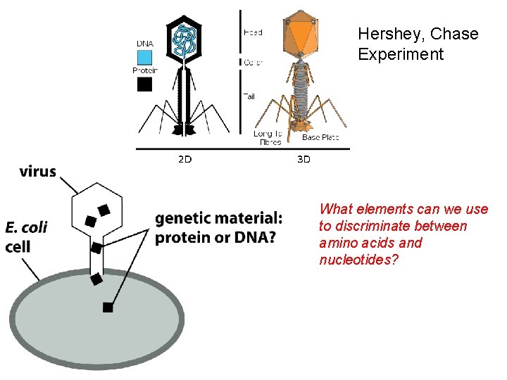 Hershey, Chase Experiment What elements can we use to discriminate between amino acids and