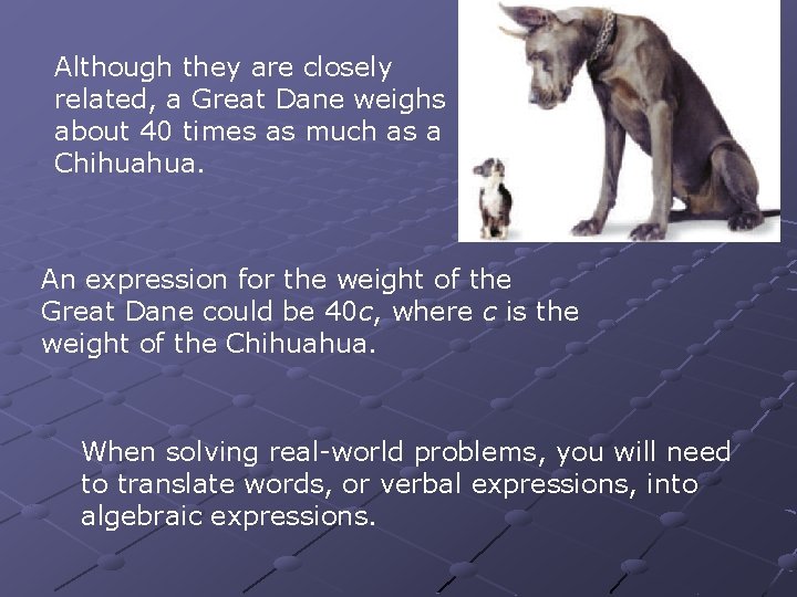 Although they are closely related, a Great Dane weighs about 40 times as much