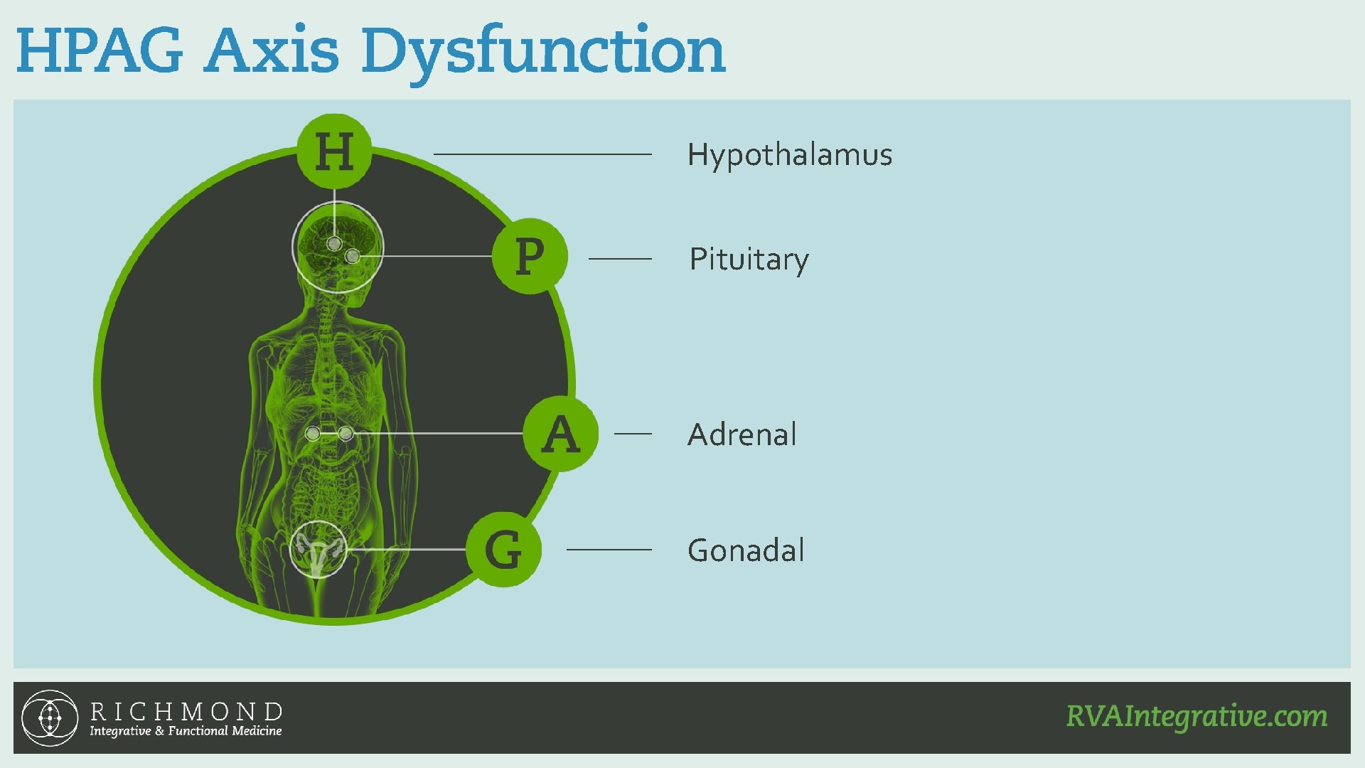 Hypothalamus Pituitary Adrenal Gonadal 