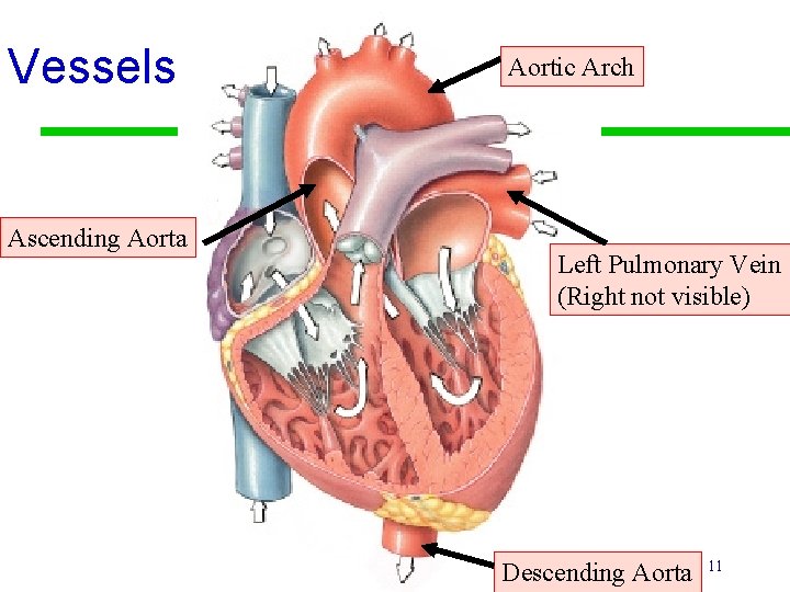 Vessels Ascending Aorta Aortic Arch Left Pulmonary Vein (Right not visible) Descending Aorta 11 Vessels Ascending Aorta Aortic Arch Left Pulmonary Vein (Right not visible) Descending Aorta 11
