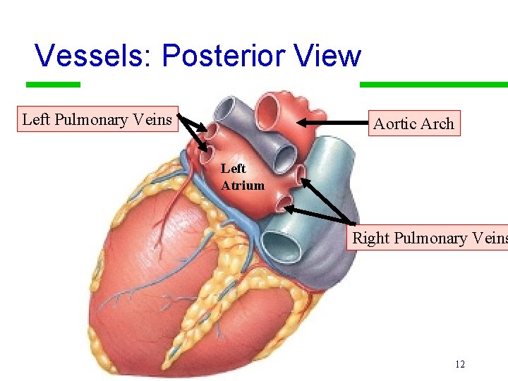 Vessels: Posterior View Left Pulmonary Veins Aortic Arch Left Atrium Right Pulmonary Veins 12