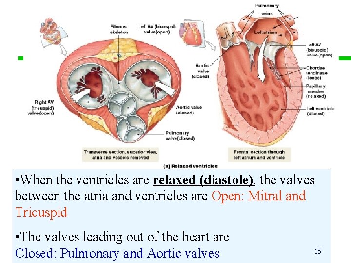  • When the ventricles are relaxed (diastole), the valves between the atria and