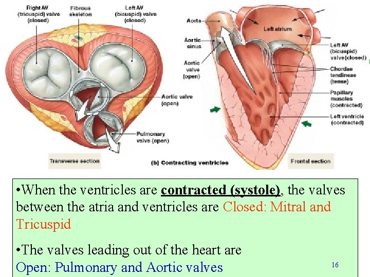 • When the ventricles are contracted (systole), the valves between the atria and • When the ventricles are contracted (systole), the valves between the atria and