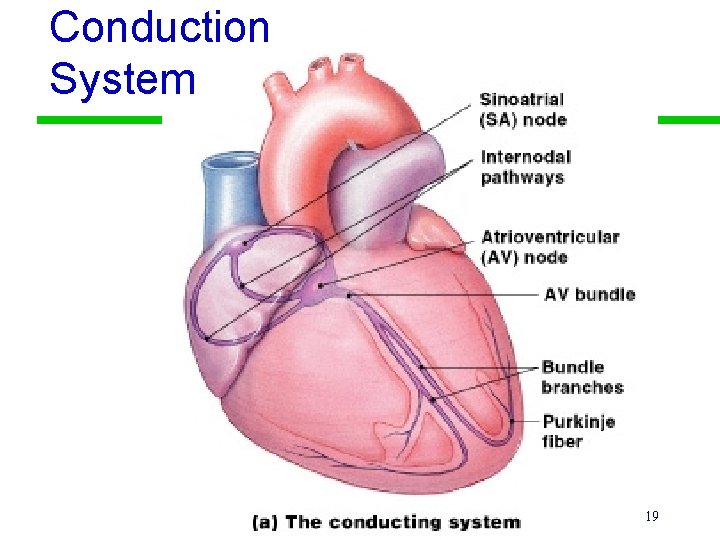 Conduction System 19 