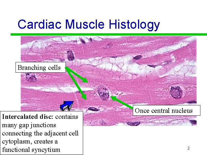 Cardiac Muscle Histology Branching cells Intercalated disc: contains many gap junctions connecting the adjacent