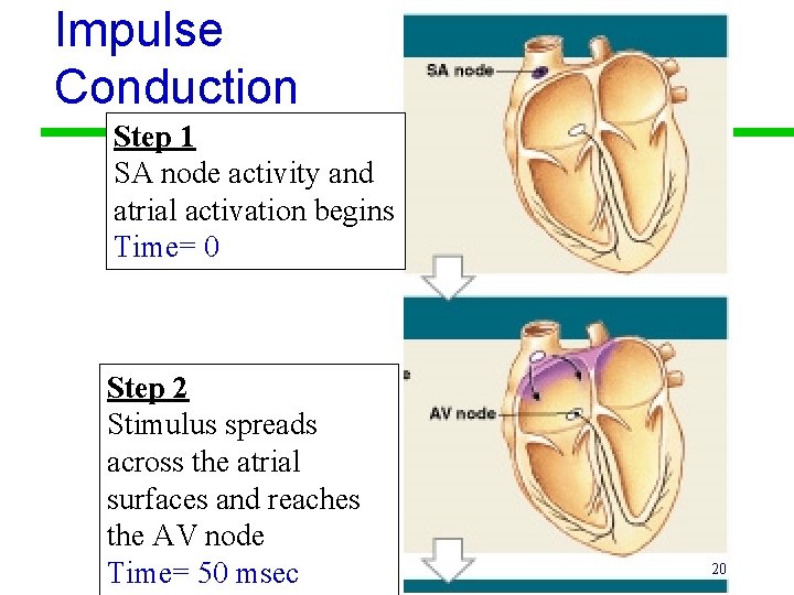 Impulse Conduction Step 1 SA node activity and atrial activation begins Time= 0 Step