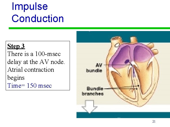Impulse Conduction Step 3 There is a 100 -msec delay at the AV node. Impulse Conduction Step 3 There is a 100 -msec delay at the AV node.