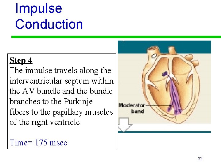 Impulse Conduction Step 4 The impulse travels along the interventricular septum within the AV Impulse Conduction Step 4 The impulse travels along the interventricular septum within the AV