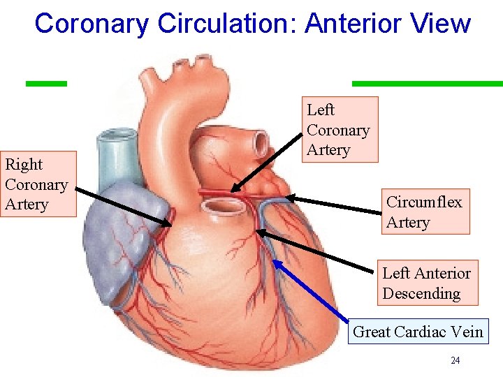 Coronary Circulation: Anterior View Right Coronary Artery Left Coronary Artery Circumflex Artery Left Anterior
