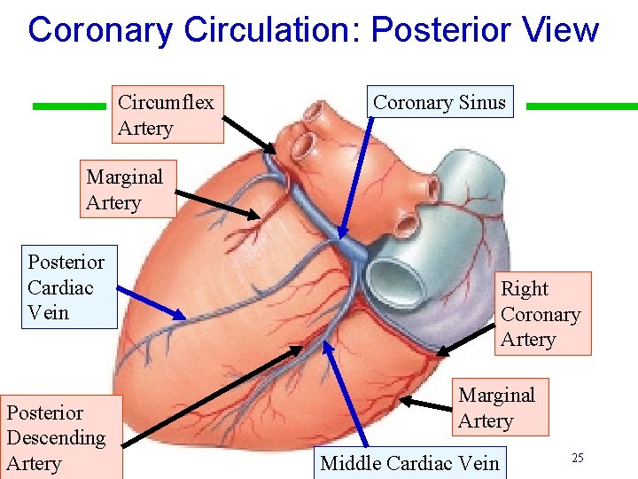 Coronary Circulation: Posterior View Circumflex Artery Coronary Sinus Marginal Artery Posterior Cardiac Vein Posterior