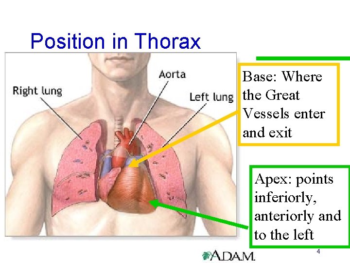 Position in Thorax Base: Where the Great Vessels enter and exit Apex: points inferiorly,