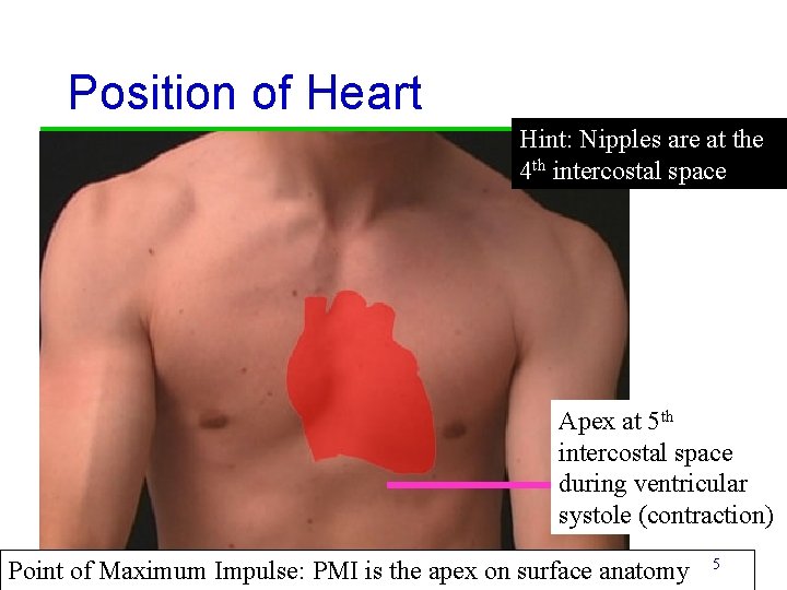 Position of Heart Hint: Nipples are at the 4 th intercostal space Apex at Position of Heart Hint: Nipples are at the 4 th intercostal space Apex at