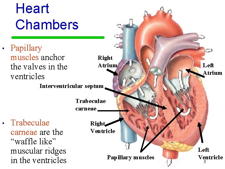 Heart Chambers • Papillary muscles anchor the valves in the ventricles Right Atrium Left