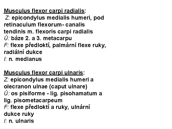 Musculus flexor carpi radialis: Z: epicondylus medialis humeri, pod retinaculum flexorum- canalis tendinis m.