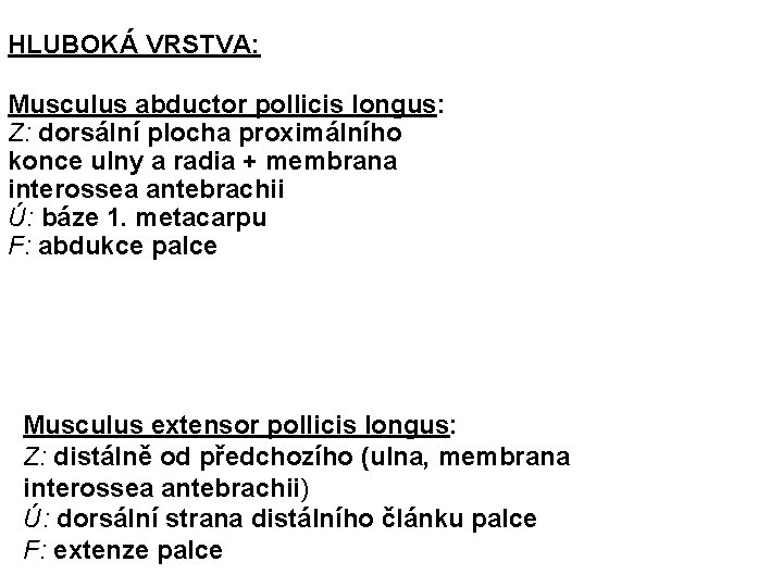 HLUBOKÁ VRSTVA: Musculus abductor pollicis longus: Z: dorsální plocha proximálního konce ulny a radia