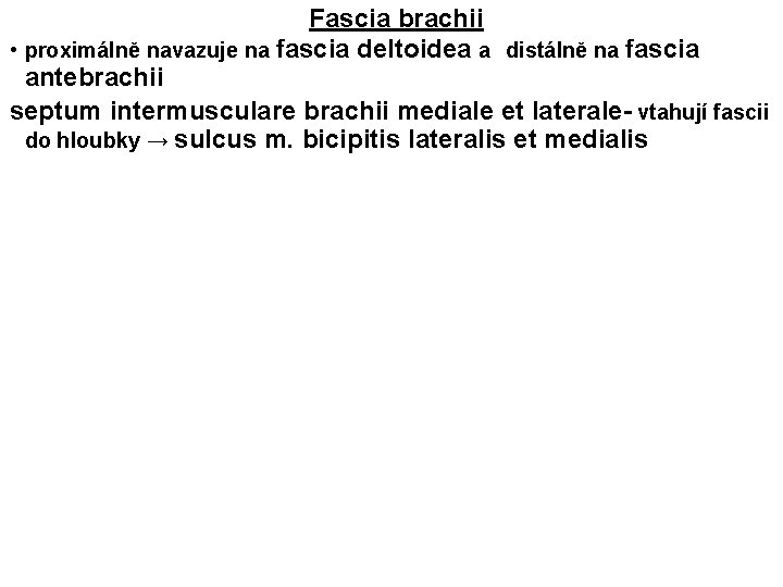 Fascia brachii • proximálně navazuje na fascia deltoidea a distálně na fascia antebrachii septum