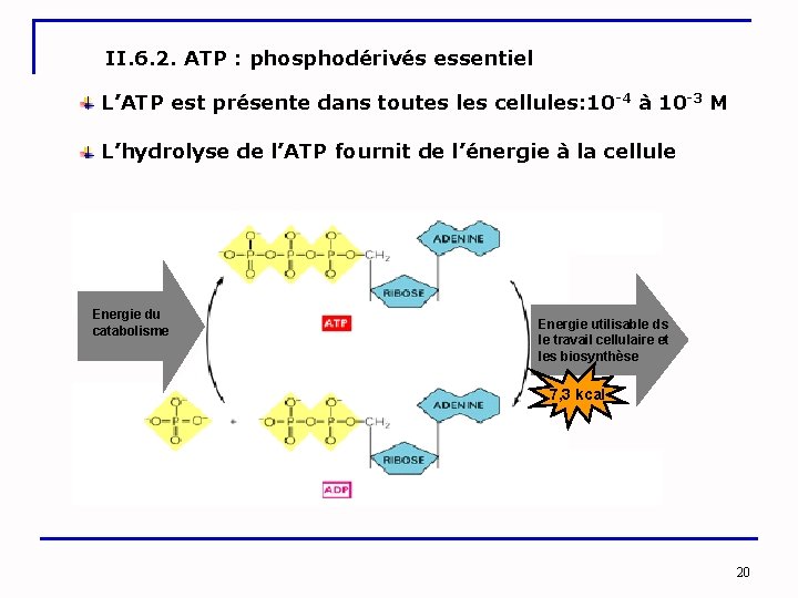 II. 6. 2. ATP : phosphodérivés essentiel L’ATP est présente dans toutes les cellules: