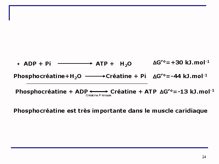  ADP + Pi ATP + H 2 O G’°=+30 k. J. mol-1 Phosphocréatine+H