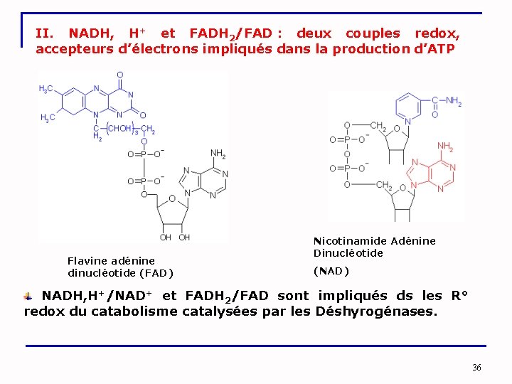 II. NADH, H+ et FADH 2/FAD : deux couples redox, accepteurs d’électrons impliqués dans