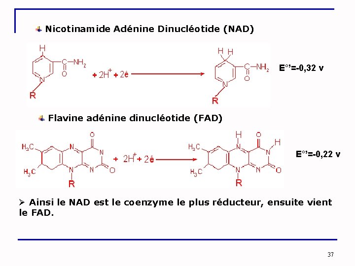  Nicotinamide Adénine Dinucléotide (NAD) E°’=-0, 32 v Flavine adénine dinucléotide (FAD) E°’=-0, 22