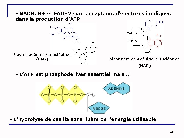 - NADH, H+ et FADH 2 sont accepteurs d’électrons impliqués dans la production d’ATP