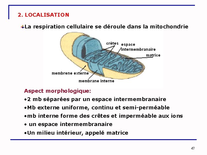 2. LOCALISATION La respiration cellulaire se déroule dans la mitochondrie Aspect morphologique: • 2