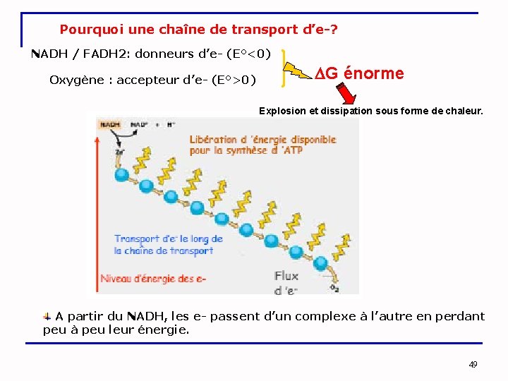 Pourquoi une chaîne de transport d’e-? NADH / FADH 2: donneurs d’e- (E°<0) Oxygène