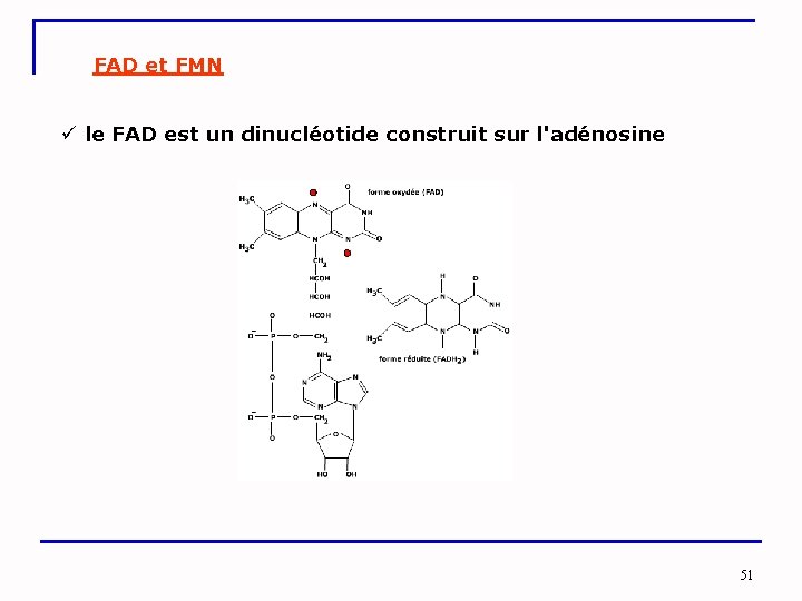 FAD et FMN ü le FAD est un dinucléotide construit sur l'adénosine 51 