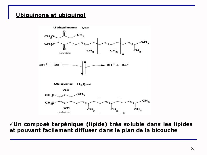 Ubiquinone et ubiquinol üUn composé terpénique (lipide) très soluble dans les lipides et pouvant