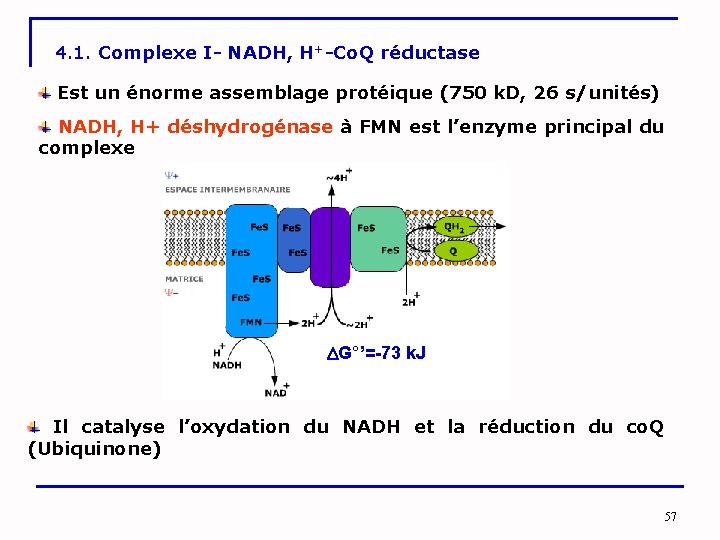 4. 1. Complexe I- NADH, H+-Co. Q réductase Est un énorme assemblage protéique (750