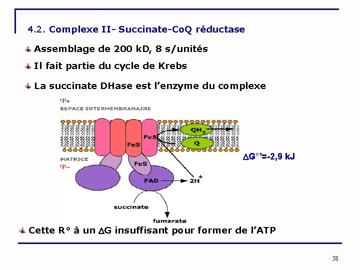 4. 2. Complexe II- Succinate-Co. Q réductase Assemblage de 200 k. D, 8 s/unités