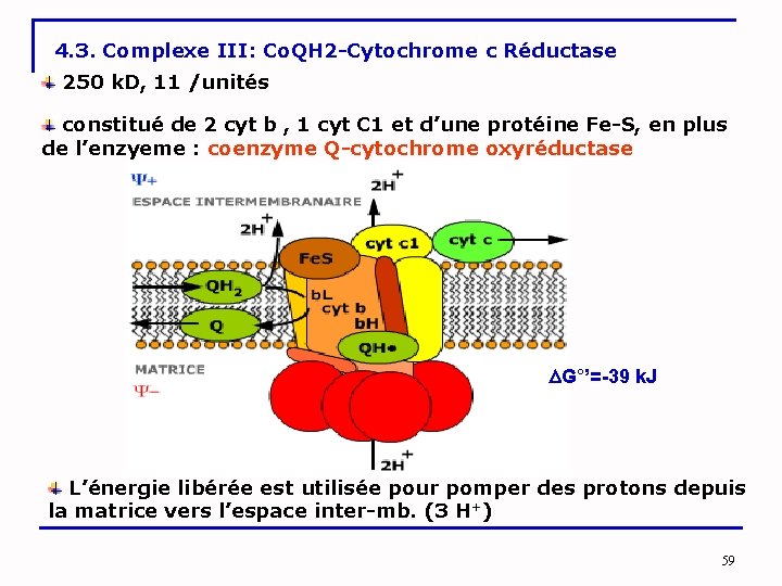 4. 3. Complexe III: Co. QH 2 -Cytochrome c Réductase 250 k. D, 11