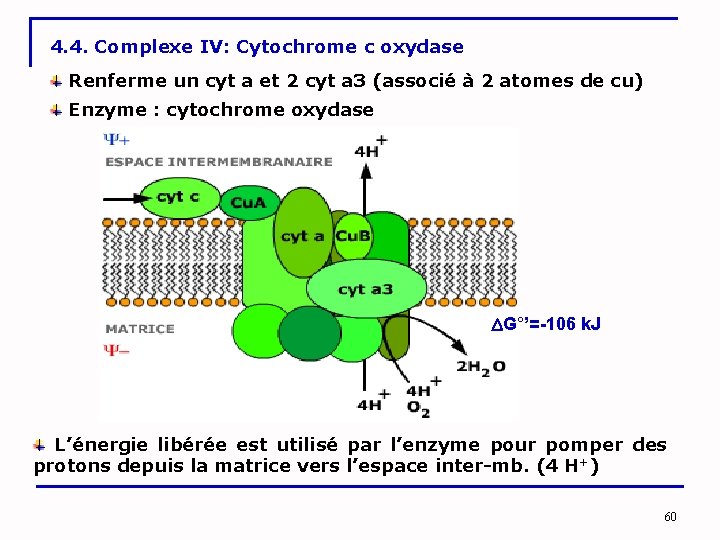 4. 4. Complexe IV: Cytochrome c oxydase Renferme un cyt a et 2 cyt