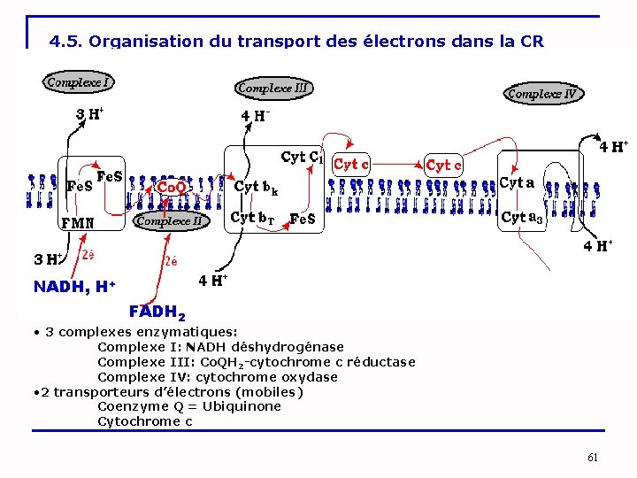 4. 5. Organisation du transport des électrons dans la CR NADH, H+ FADH 2