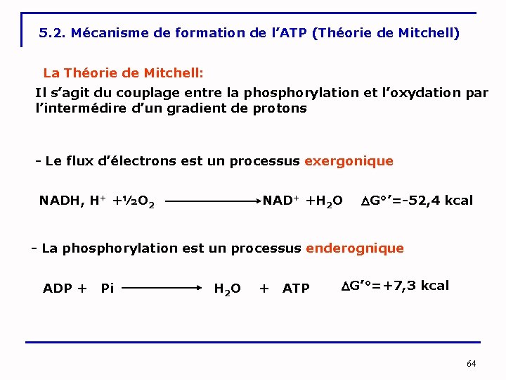 5. 2. Mécanisme de formation de l’ATP (Théorie de Mitchell) La Théorie de Mitchell: