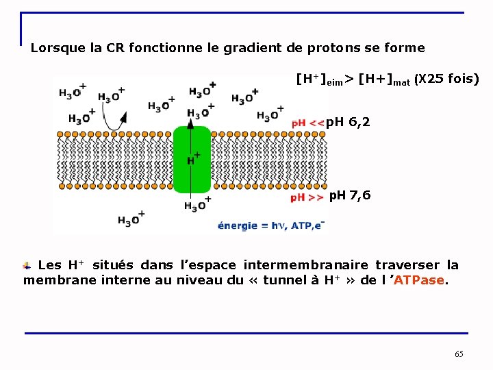 Lorsque la CR fonctionne le gradient de protons se forme [H+]eim> [H+]mat (X 25