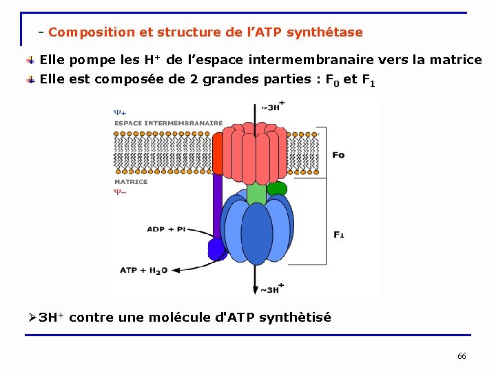 - Composition et structure de l’ATP synthétase Elle pompe les H+ de l’espace intermembranaire