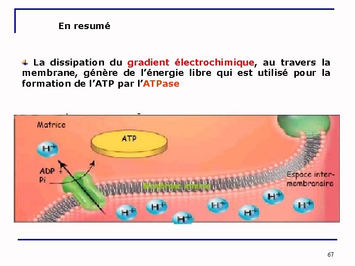 En resumé La dissipation du gradient électrochimique, au travers la membrane, génère de l’énergie