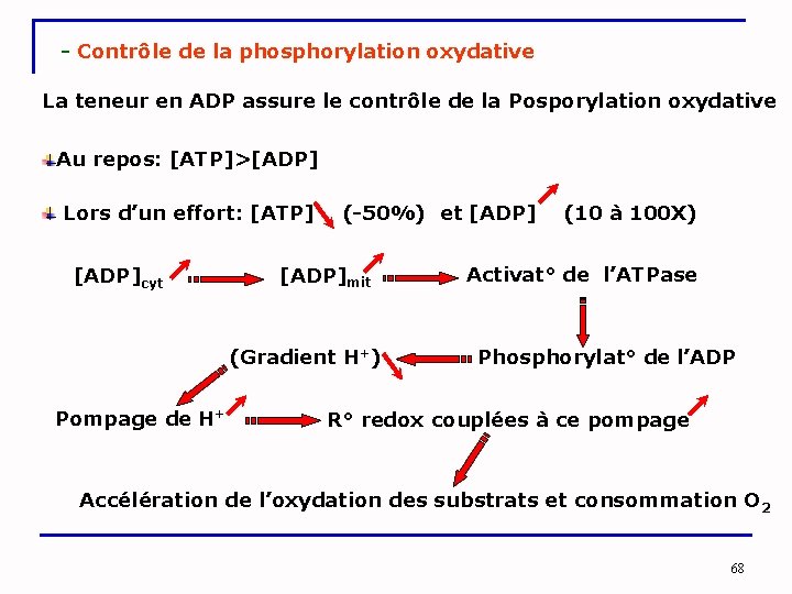 - Contrôle de la phosphorylation oxydative La teneur en ADP assure le contrôle de