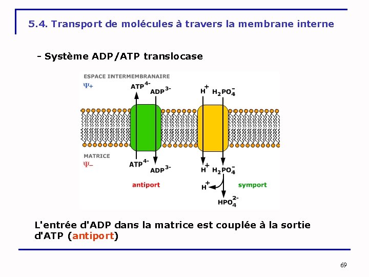 5. 4. Transport de molécules à travers la membrane interne - Système ADP/ATP translocase