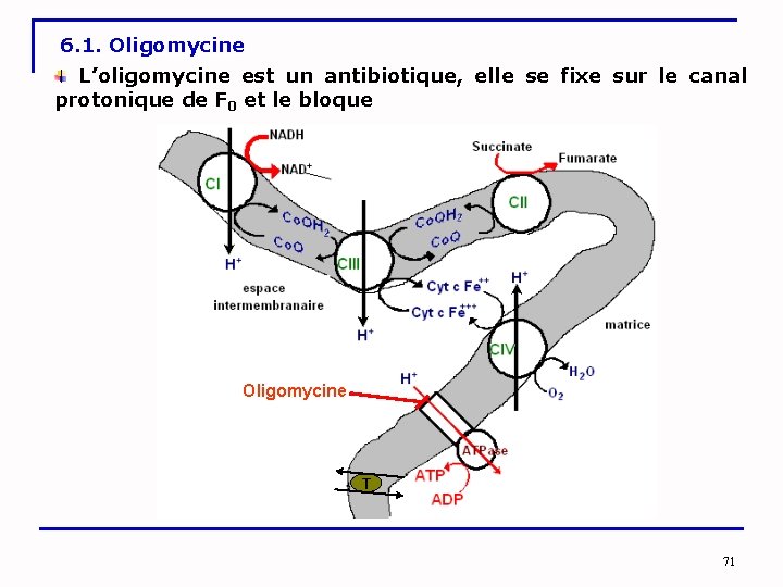 6. 1. Oligomycine L’oligomycine est un antibiotique, elle se fixe sur le canal protonique