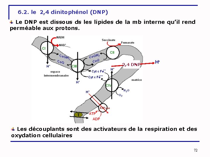 6. 2. le 2, 4 dinitophénol (DNP) Le DNP est dissous ds les lipides