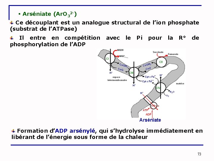 § Arséniate (Ar. O 32 -) Ce découplant est un analogue structural de l’ion