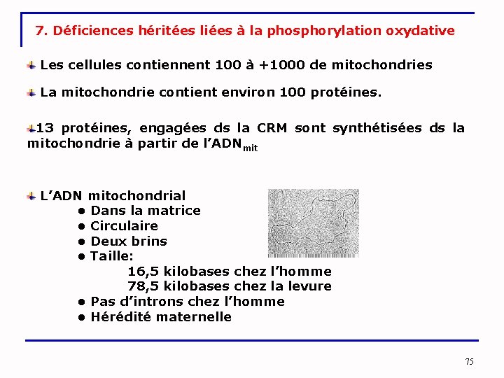 7. Déficiences héritées liées à la phosphorylation oxydative Les cellules contiennent 100 à +1000